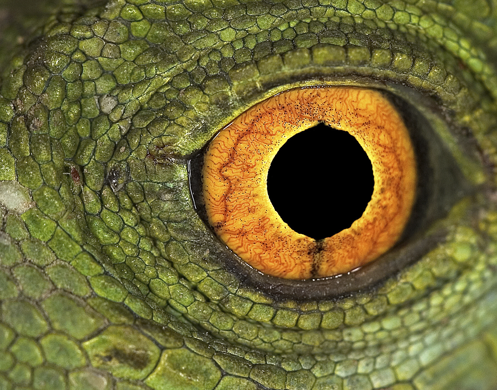 Глаз рептилии