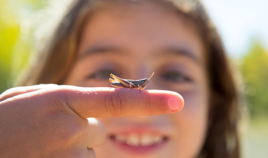 Celebrating Insects A bug's life - celebrating Insect Week - Science Oxford