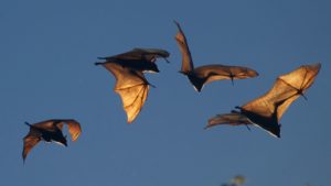 Flying bats against a dusk sky