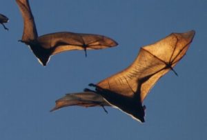 Flying bat against a dusk sky