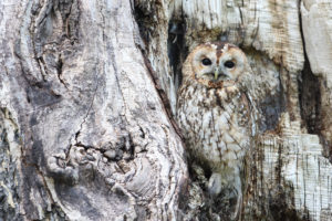 Owl blending in with background of tree