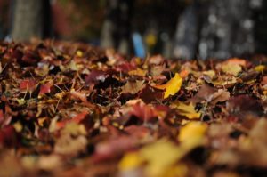 Floor or autumn leaves