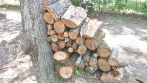 pile of logs against a tree