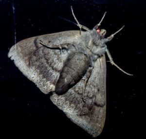 Grey moth upside down on a black surface
