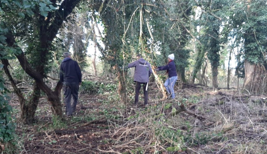 group of men and women working on clearing space to plant trees