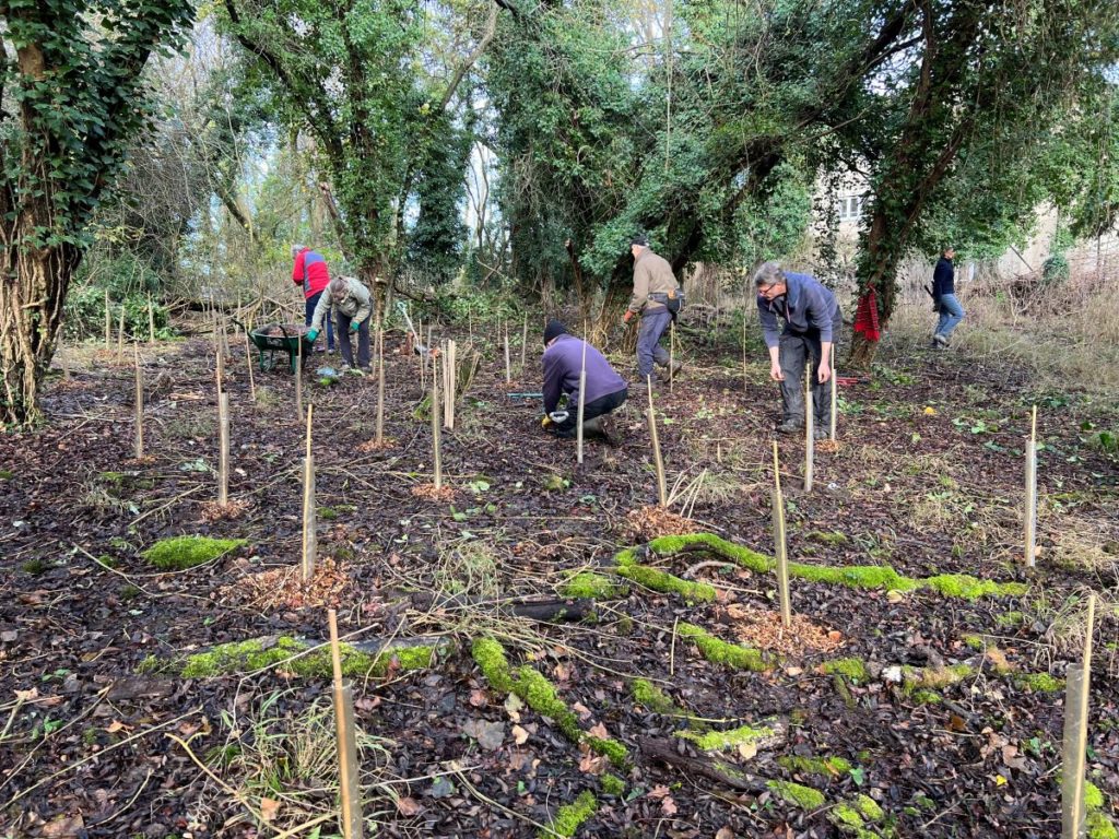 group of people planting trees at regular intervals