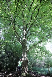 Man beneath horse chestnut tree showing scale