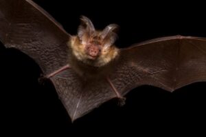 Brown, long-eared bat flying at night