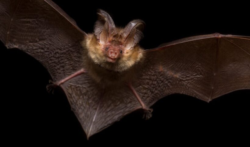 Brown, long-eared bat flying at night