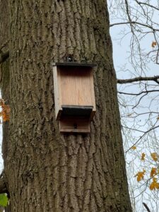 Rectangular bat box secured to tree trunk