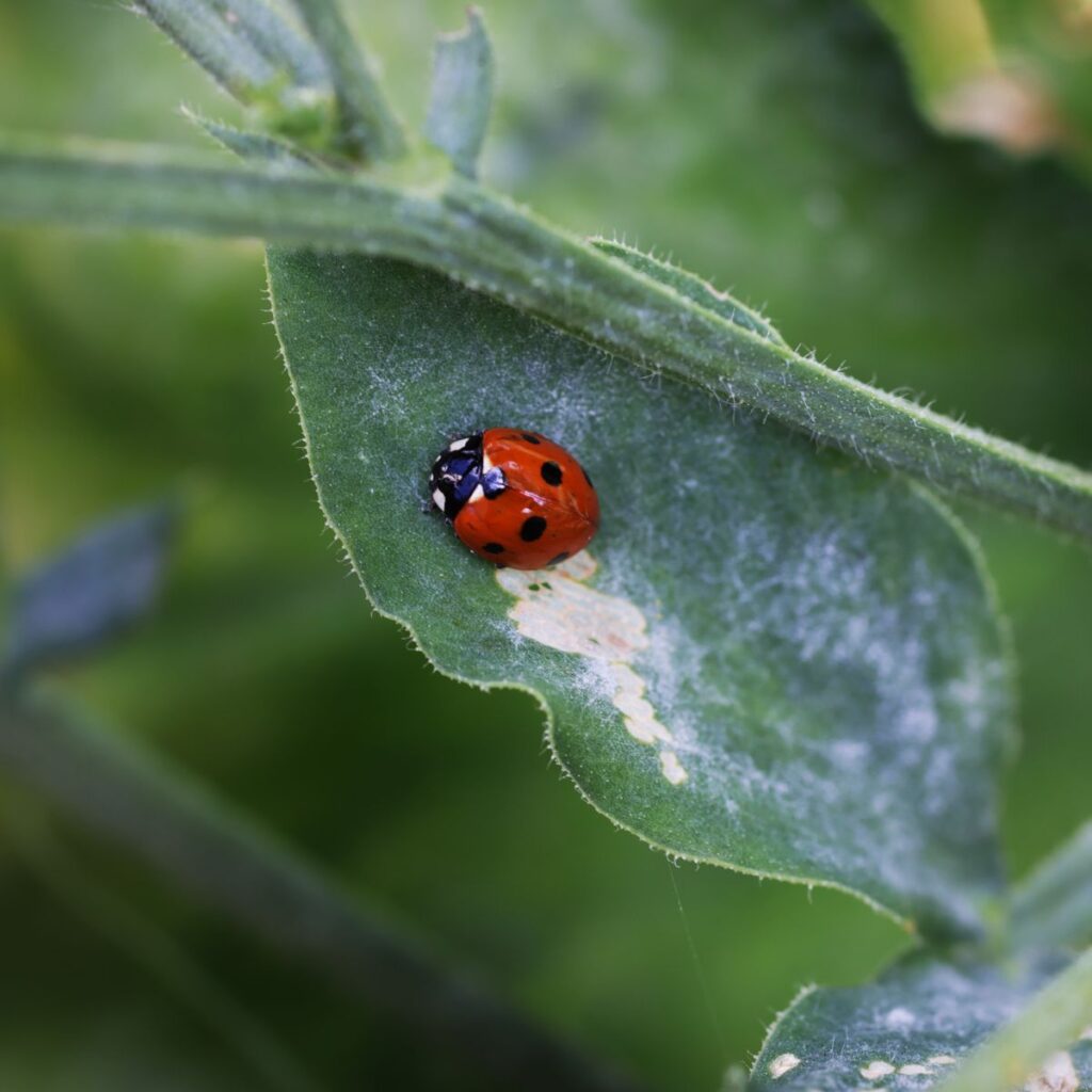 Ladybird on green leaf