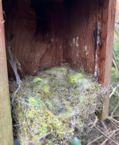 Birds nest in open bird box