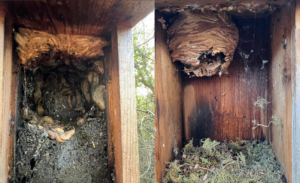 Two images, one of slugs in bird box and one of wasps nest in birdbox