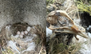 Two images, one of eggs in birds nest and one of skeleton of fledgling bird