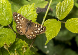 Speckled Wood butterfly on leaves