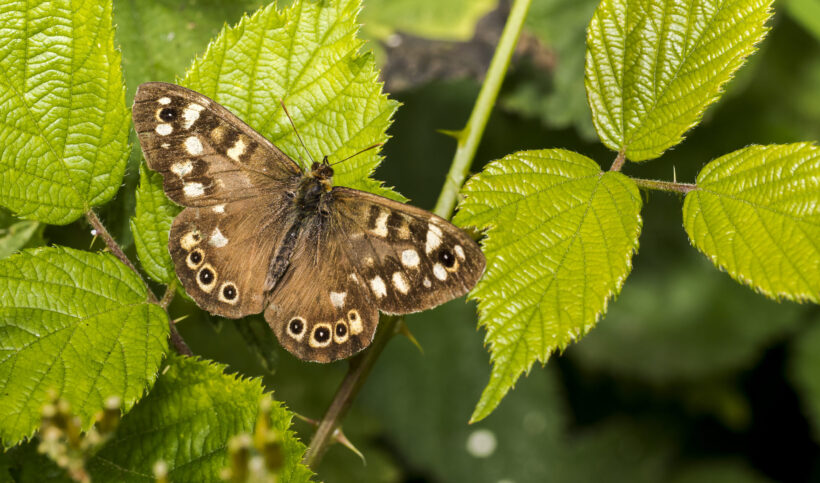 Speckled Wood butterfly on leaves