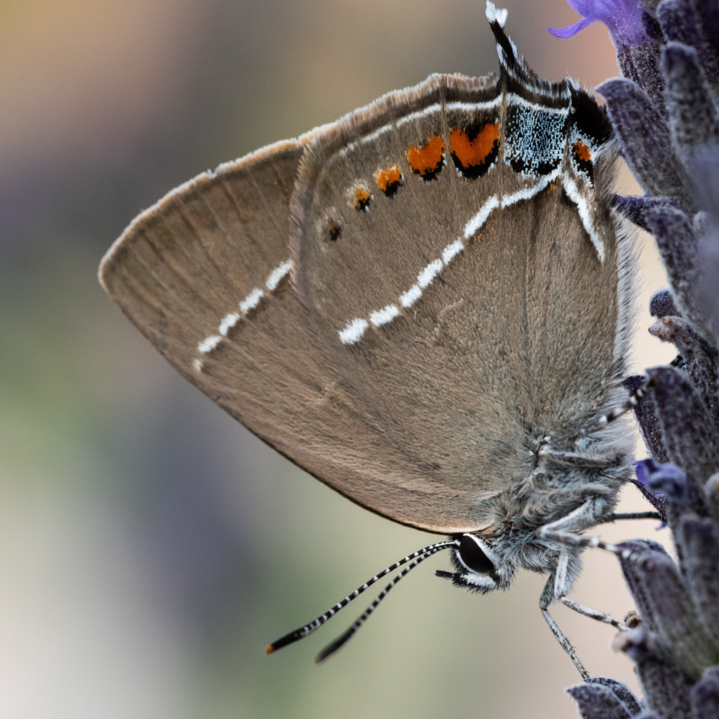 White-letter hairstreak